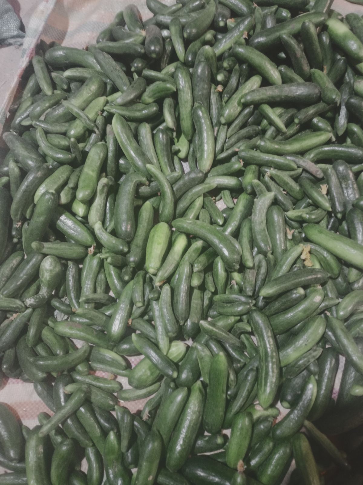 خیار مخصوص خیار شور