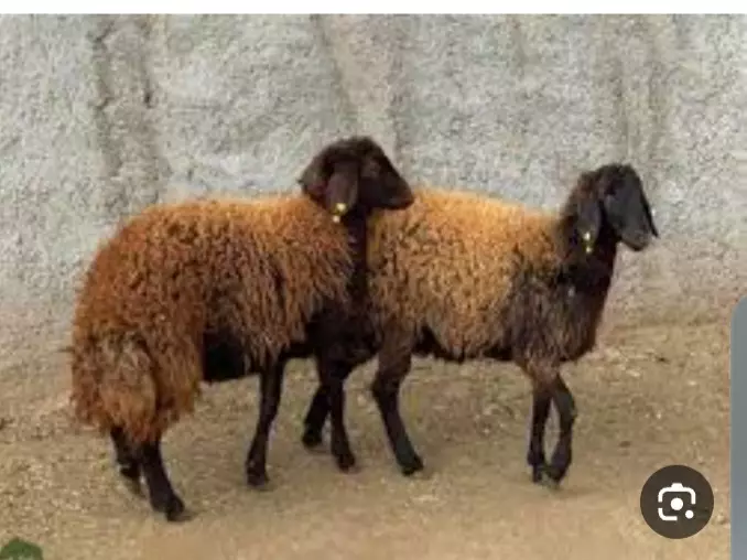فروش گوسفند قربانی وذبح گوسفند